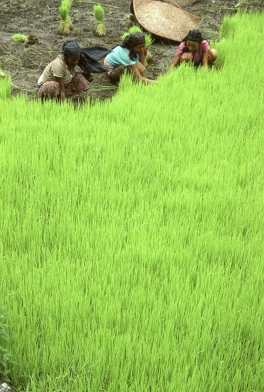 RWT 0155 146-35 Nepal Rice Planters.jpg